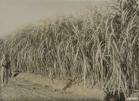 IISH | Publications | Plantation in Dutch East Indies