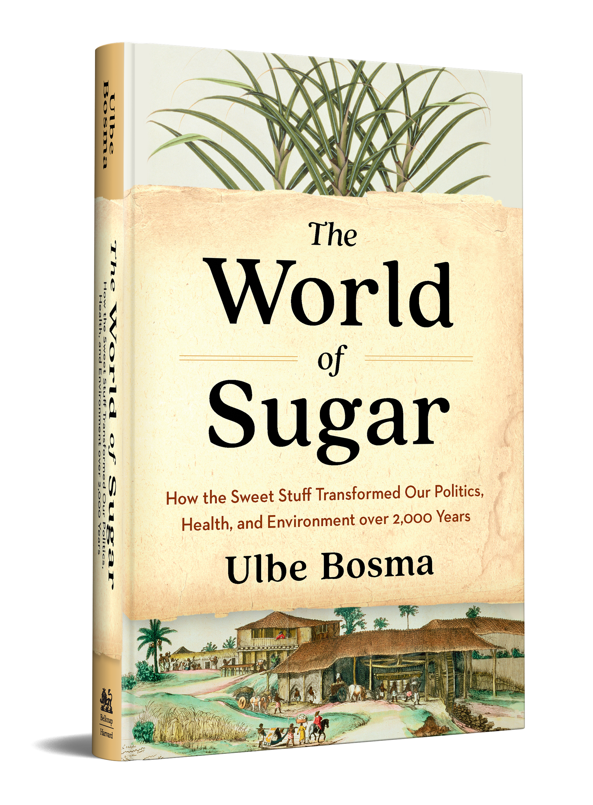 The world of sugar