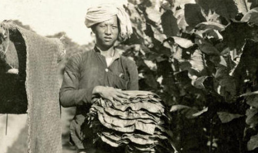 tobacco worker sumatra